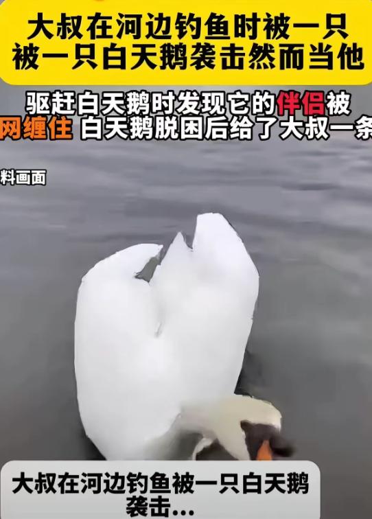 谁说动物没有感情？新疆一位大哥钓鱼的时候，被一只白天鹅一个劲啄脚，怎么赶都不肯走