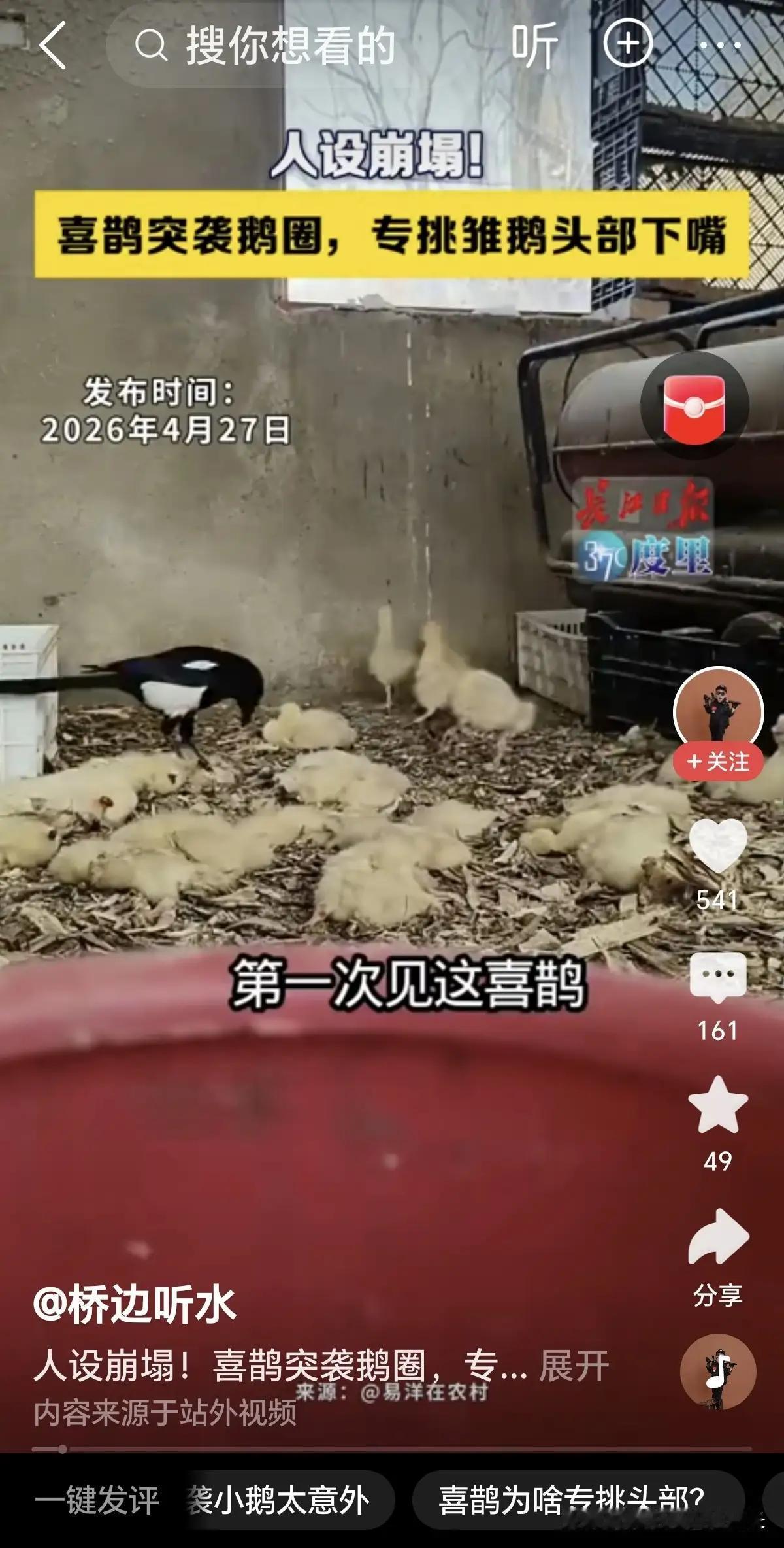 完整榜单背后，隐藏着一场让人既愤怒又无奈的“生态大战”。喜鹊，那个平时被我们视作