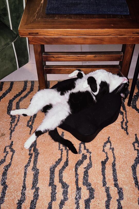 摆烂的小猫咪