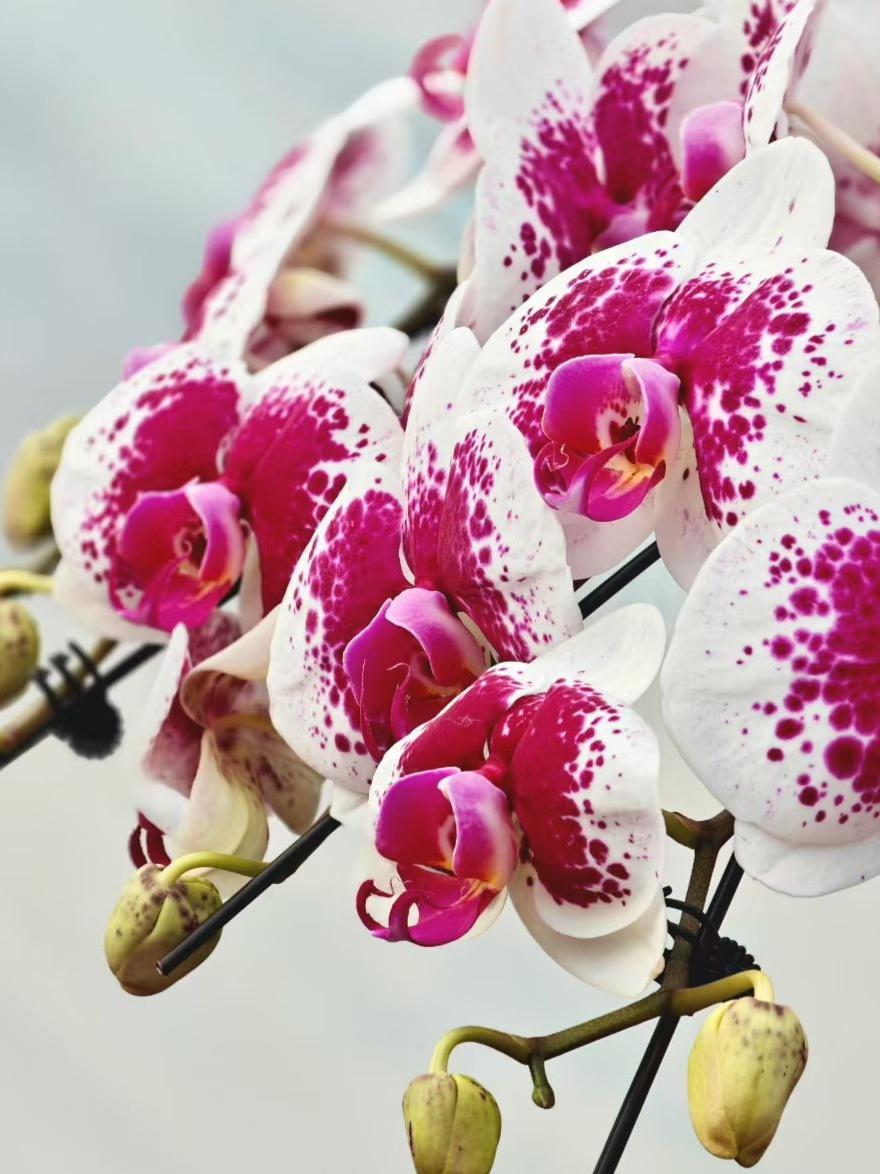 粉紫斑点在白瓣上跳着细密的舞，每一朵蝴蝶兰，都是春天私藏的浪漫密码。
💐 花苞