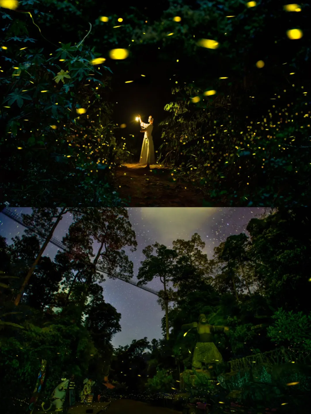 暑假遛娃好去处！望天树的雨林萤火虫美爆了！ 暑假到了，爸爸妈妈们想好去...