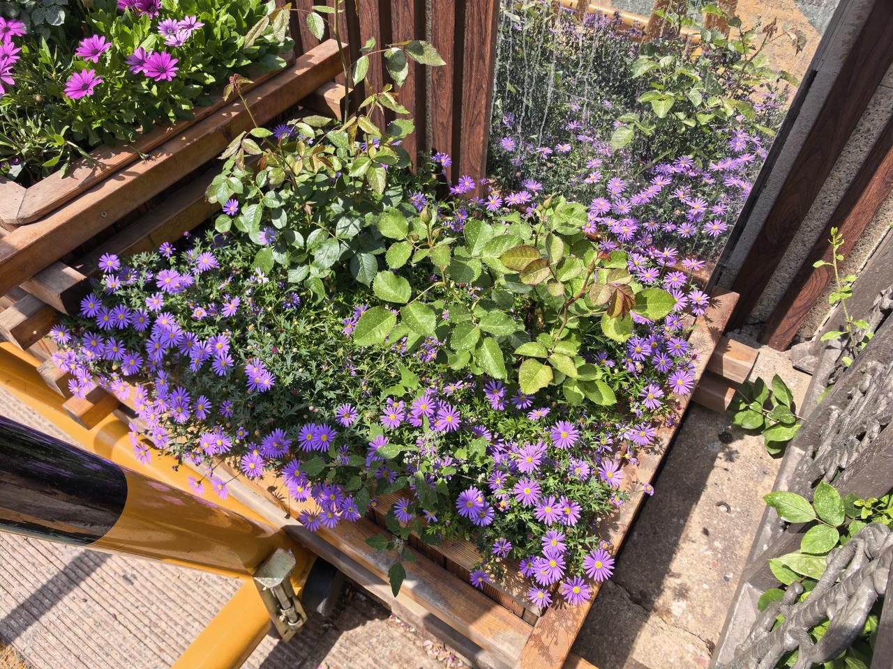 漂亮的花。