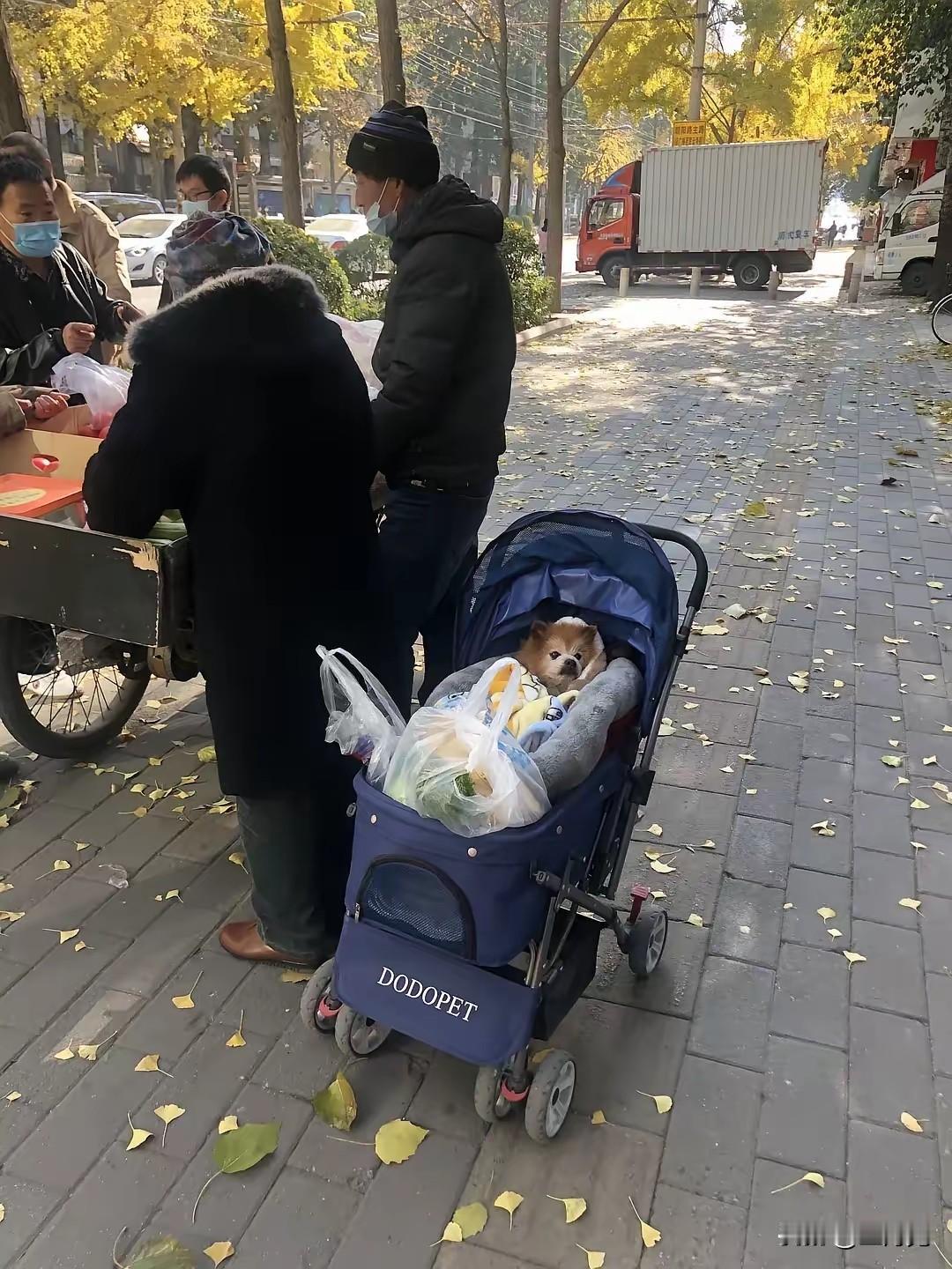 请弄清楚婴儿车的作用，再说你拿婴儿车推狗狗对不对。怎么会让携带病毒的狗狗，去坐抵