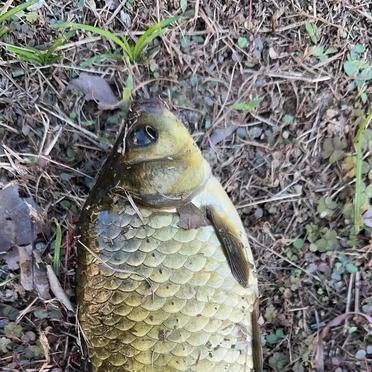 初八送完老婆上班，他转身就拎着钓竿回了乡下老家。
正月十五都过了，工地上还静悄悄