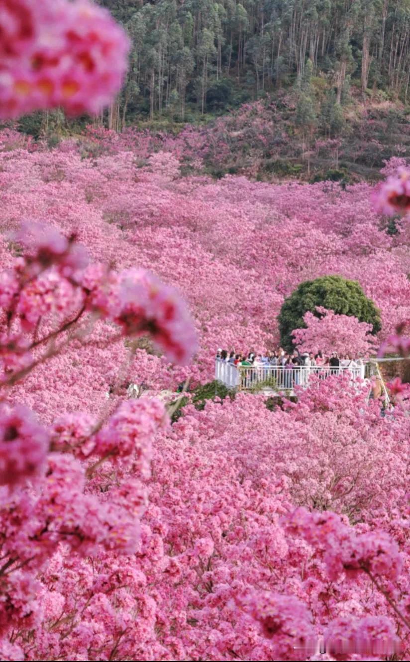 紫花风铃真的美到犯规！2025年初，南宁园博园上千株紫花风铃木盛放，30000平