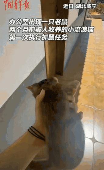 “血脉觉醒了！”湖北，女子上班时，突然看到一只大老鼠，她吓得立马跑出去，将2个月
