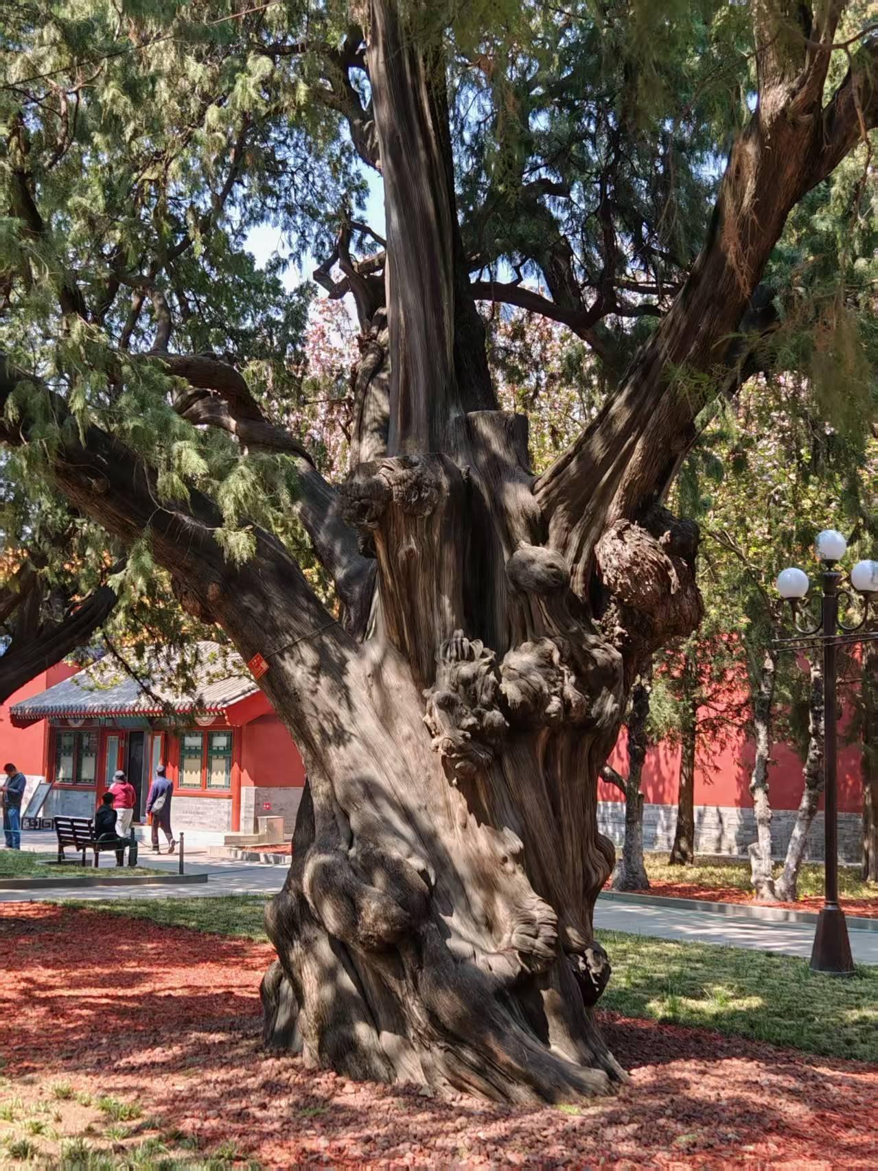 这是在故宫西侧的中山公园拍的古柏，树干苍老而枝叶茂盛；看图解，源于辽代，距今已有