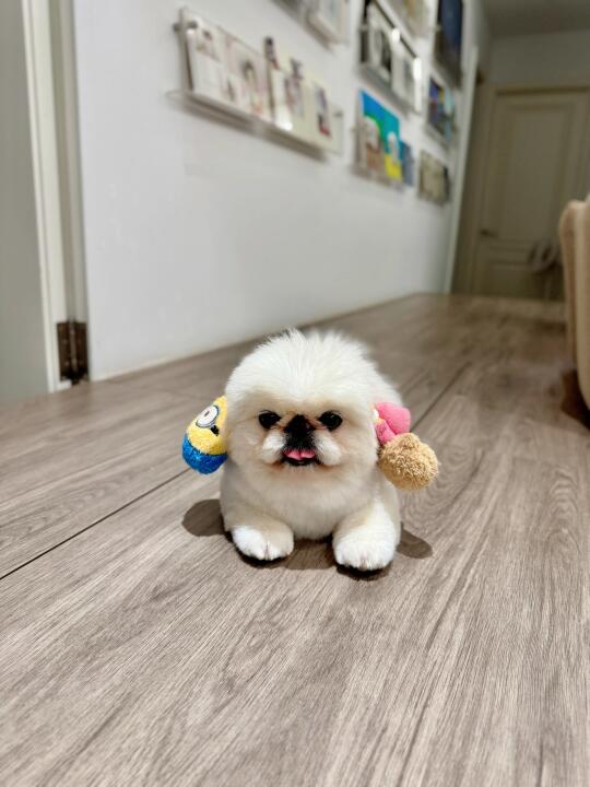 😑 妈麻！成熟点好不好？玩具不是这样玩的！
