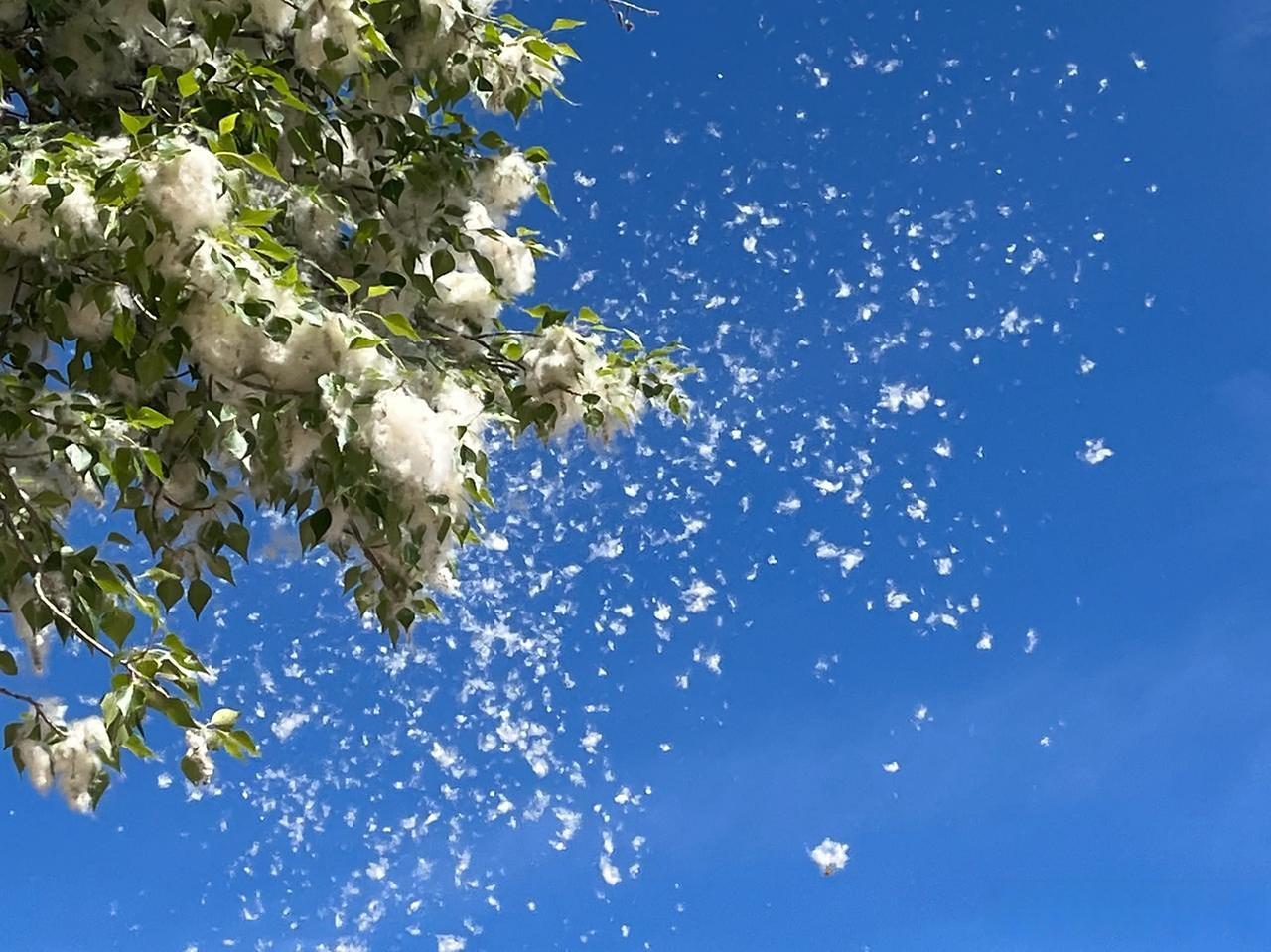 《杨絮》
五月杨絮似雪花，
无人欣赏少人夸。
意欲随风追梦去，
飘到那里那安家。