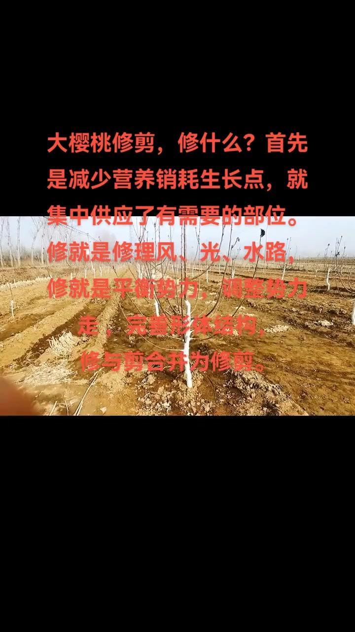 为啥大樱桃要修剪？听听果农怎么说！修剪是大樱桃树管理的关键步骤。合理修剪能调整树