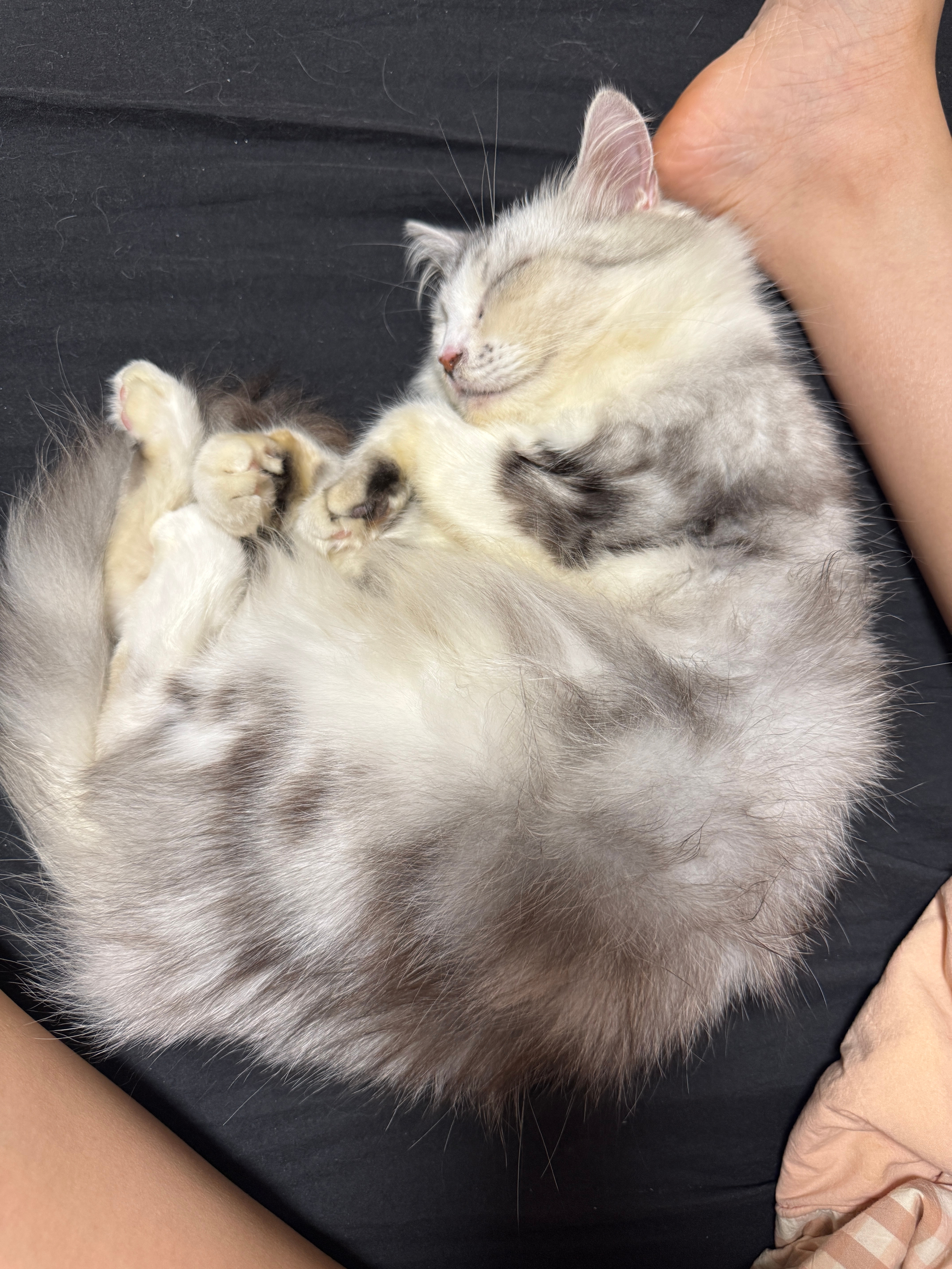 才5.6斤的小猫 