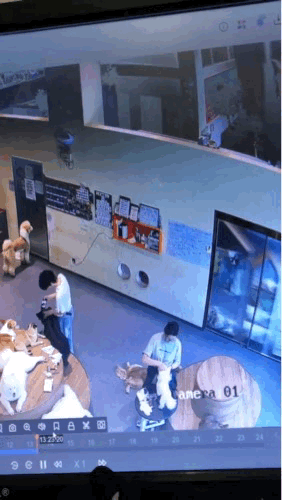今天刷到一段宠物店监控，看完心里暖得发慌。

店里的小姐姐没站稳，“啪”一下摔在