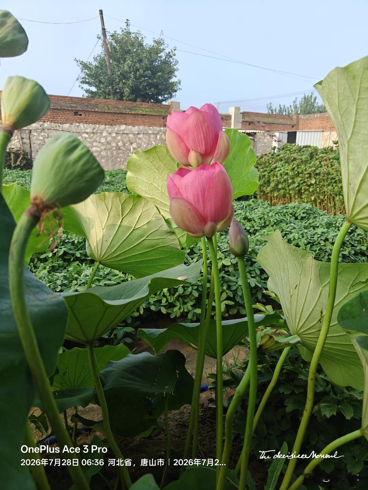 夏日生活打卡季