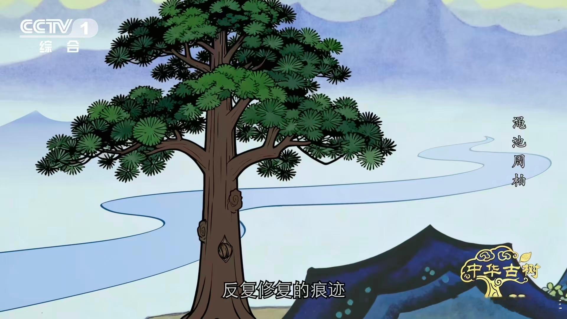 柏树受伤愈合成一种沧桑之美 渑池这株侧柏真的好戳人，雷电风雨的伤它能慢慢修复长成