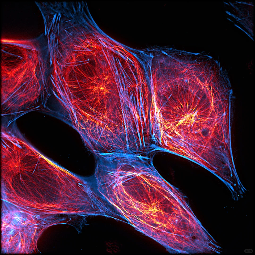 知识夏校|细胞骨架，轻松拿捏🤏🏻
