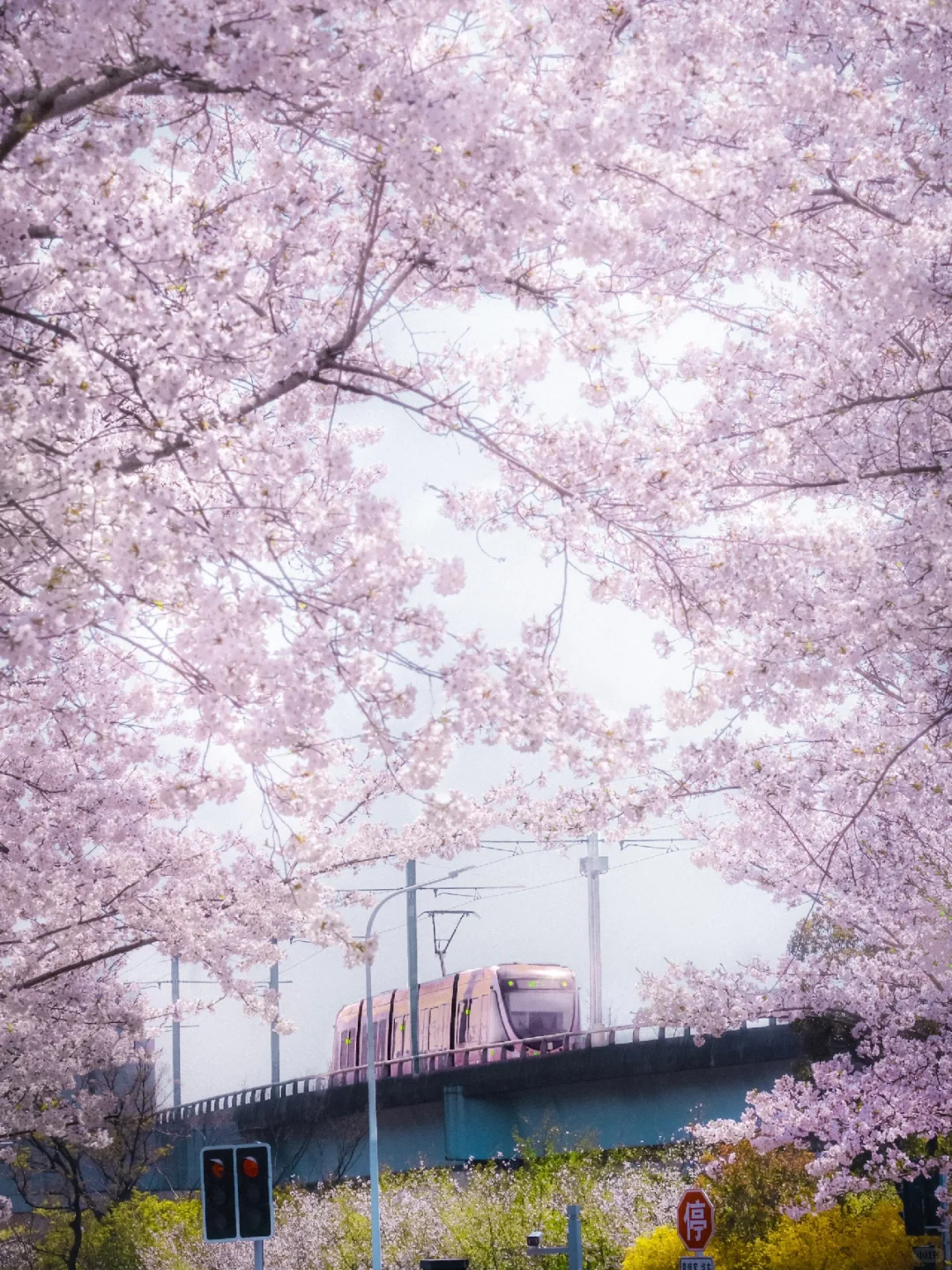春日限定🌸苏州开往春天的列车🌸（附机位