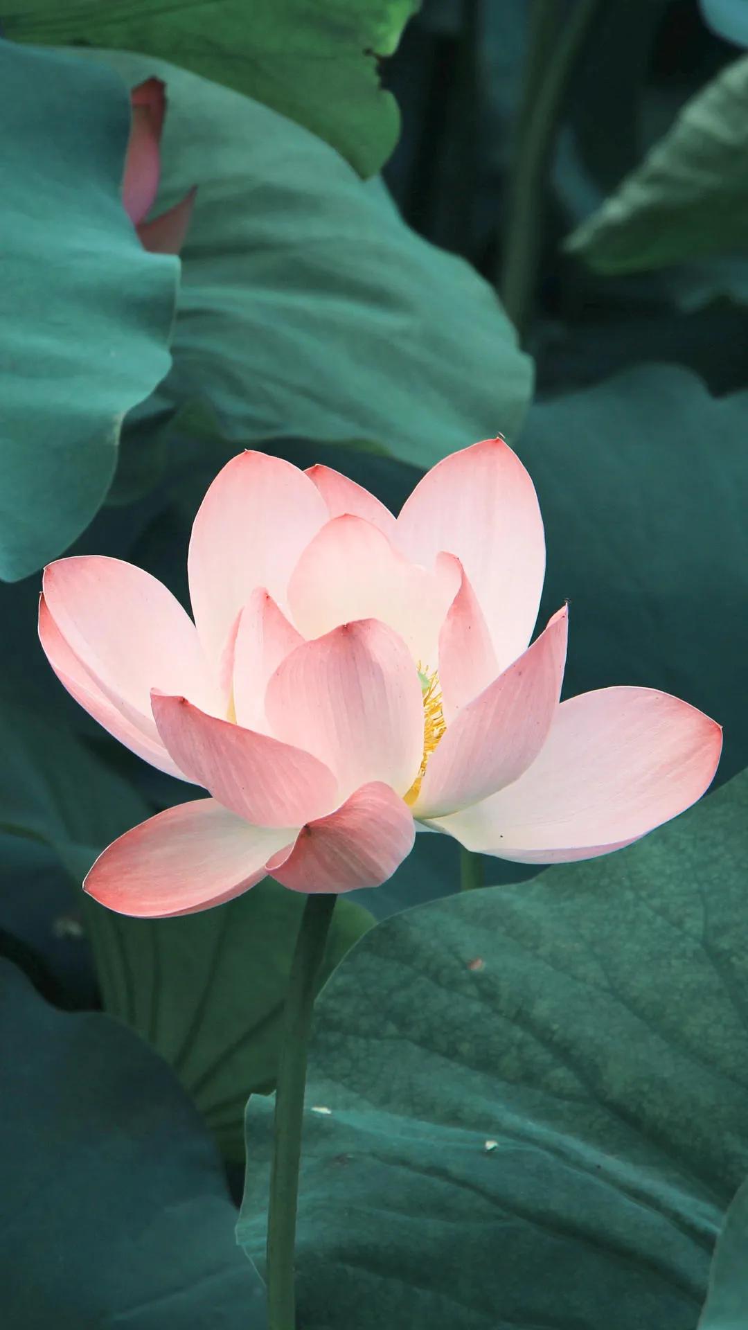 彩云归·闲吟
文／杨云

蜿蜒石径翠苔侵。野花奴、小憩槐阴。
看柳烟漫染荷花浦，