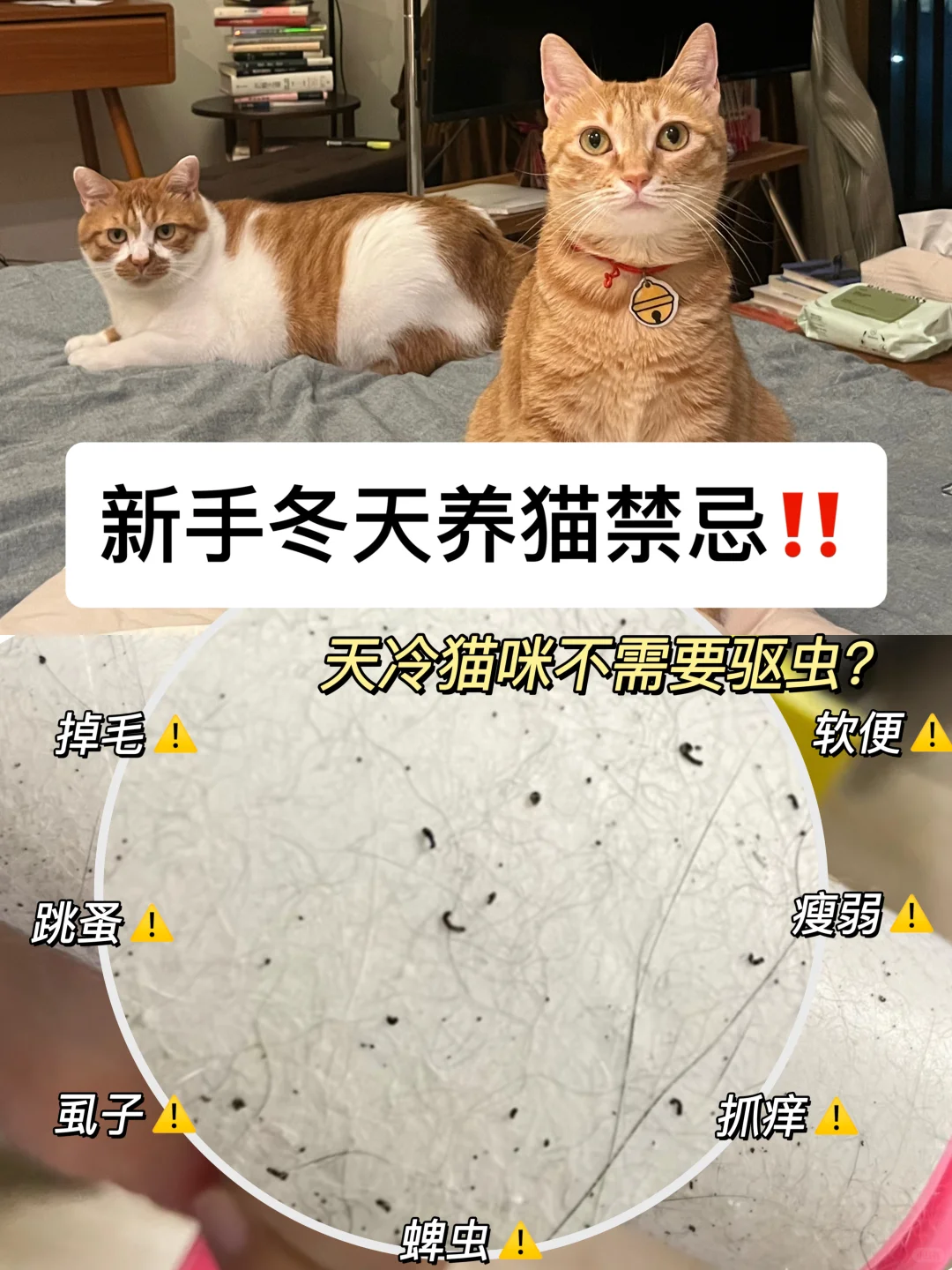 新手养猫冬天禁忌！到底是谁说天冷不用驱虫