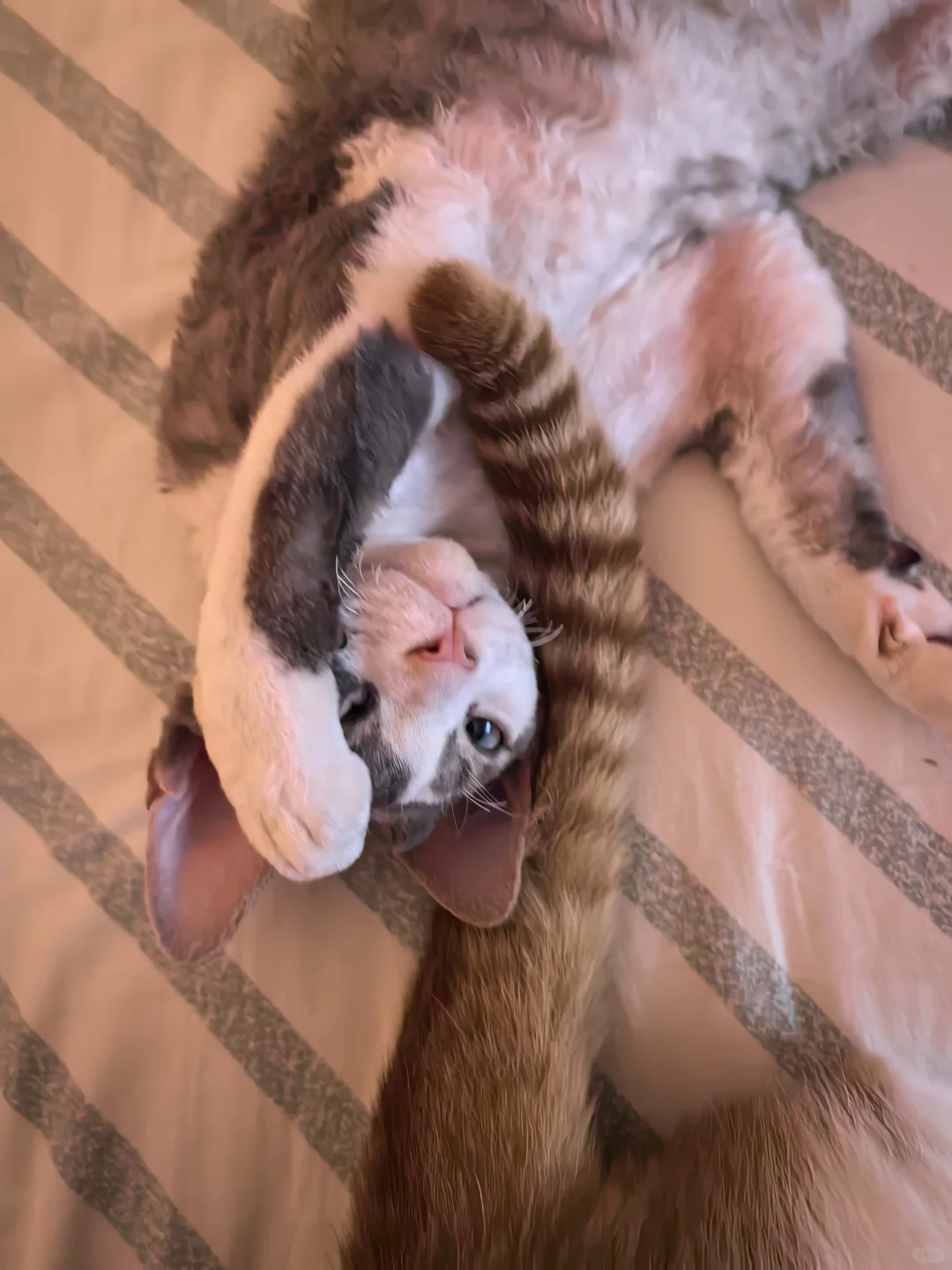 各种睡姿大赏 晚上就是不睡