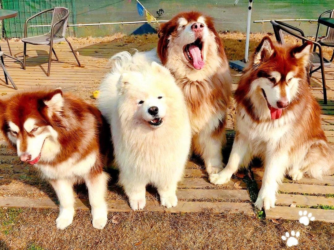 🥹来自雪橇犬的专属安全感和温暖！