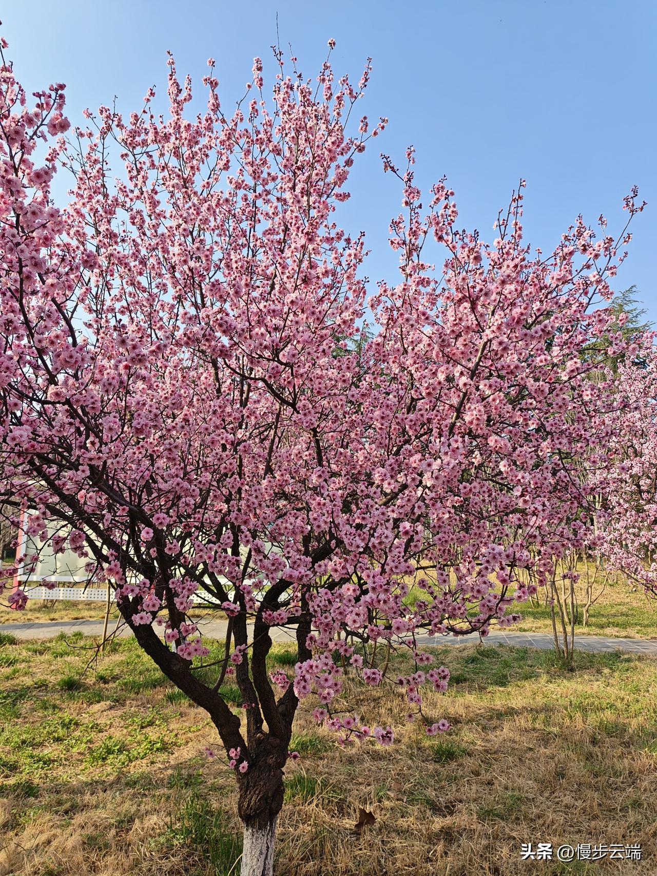 春日桃花
 
春风轻拂，园中的桃树早已缀满了粉霞般的花朵，在澄澈的蓝天下肆意盛放
