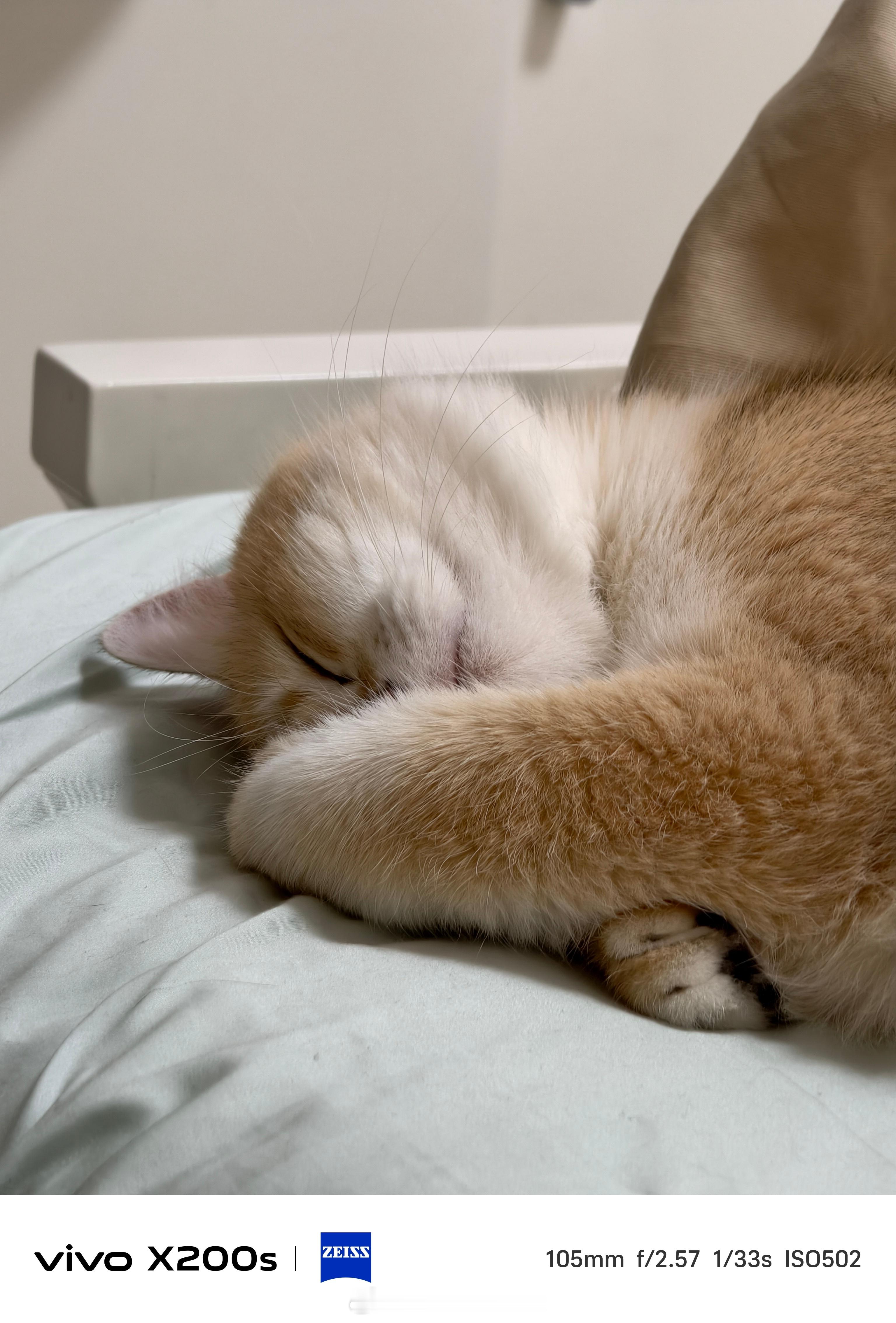 小猫翘着二郎腿睡觉睡觉这么可爱的小猫，为什么打哈欠这么臭[捂嘴哭]每次一张嘴我就