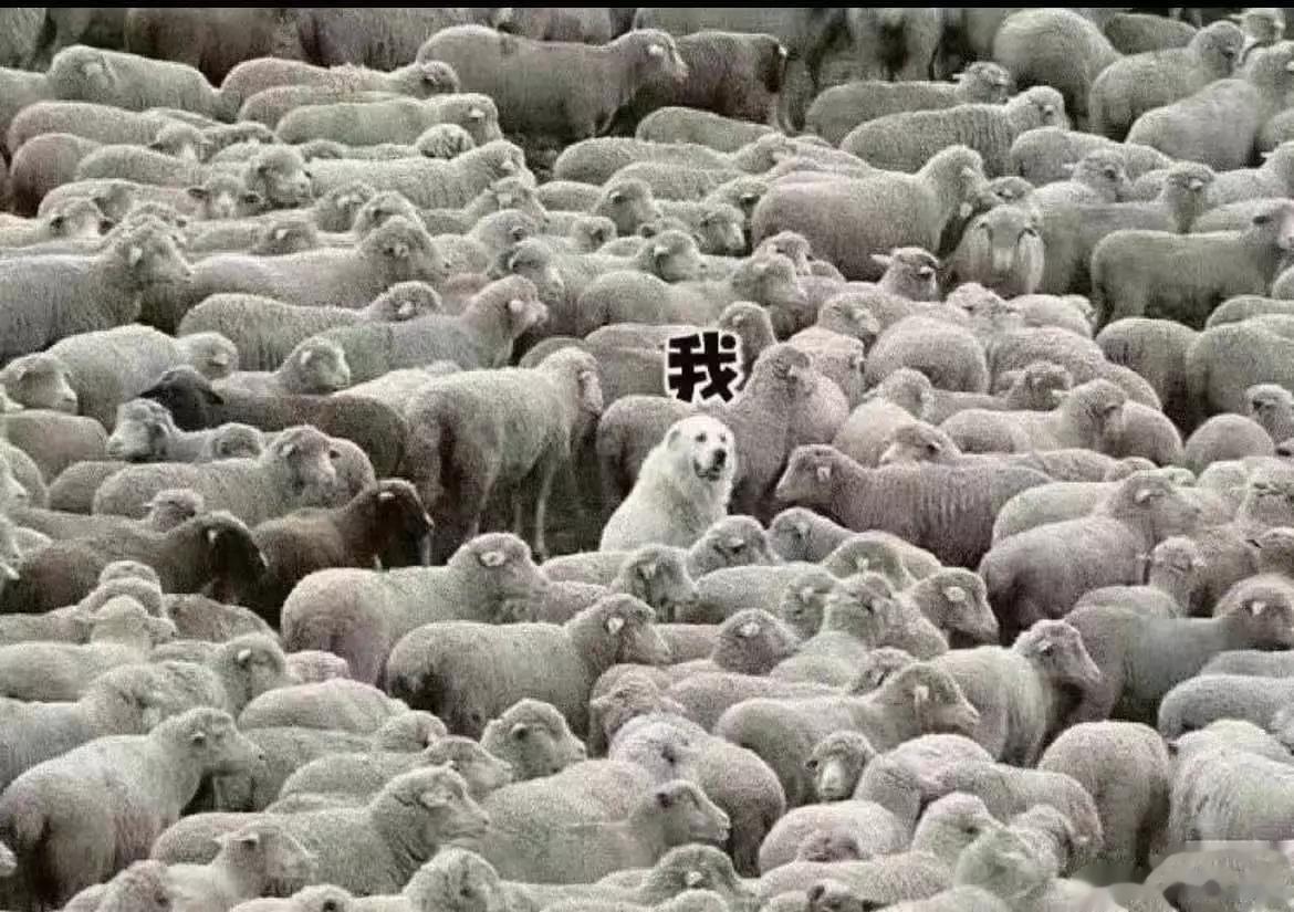 感觉这次可能真的会被查漏补缺了[跪了][跪了][跪了]周围没🐏过的，基本都阳了