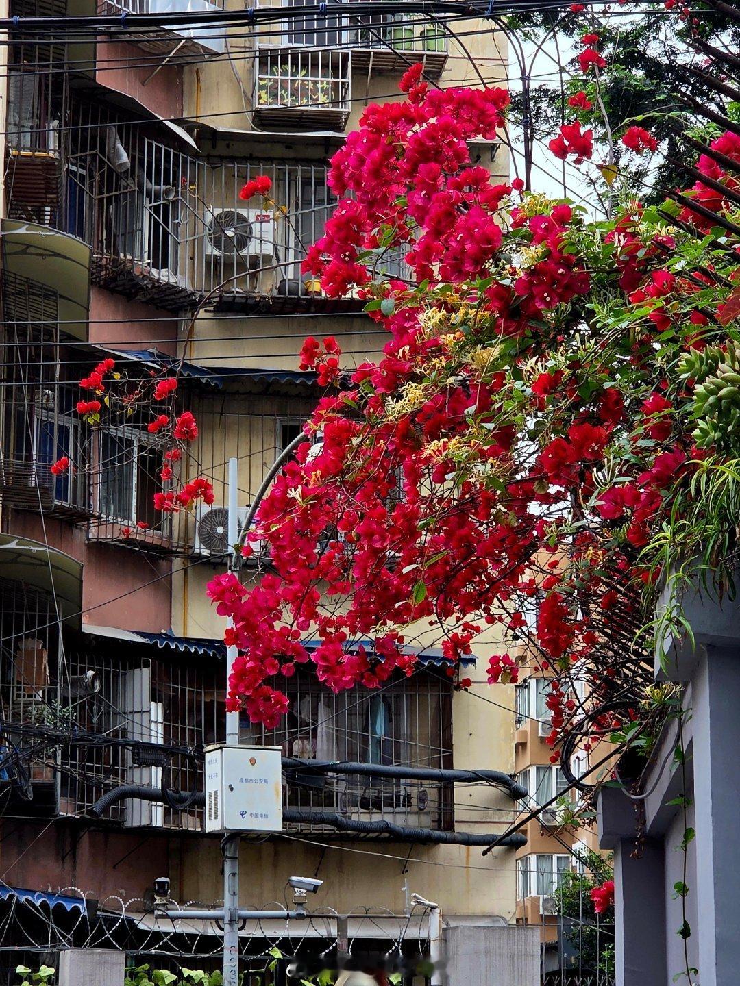 成都街头三角梅花开成瀑成都街拍总要来感受一趟成都的春天吧公园城市幸福成都手机摄影