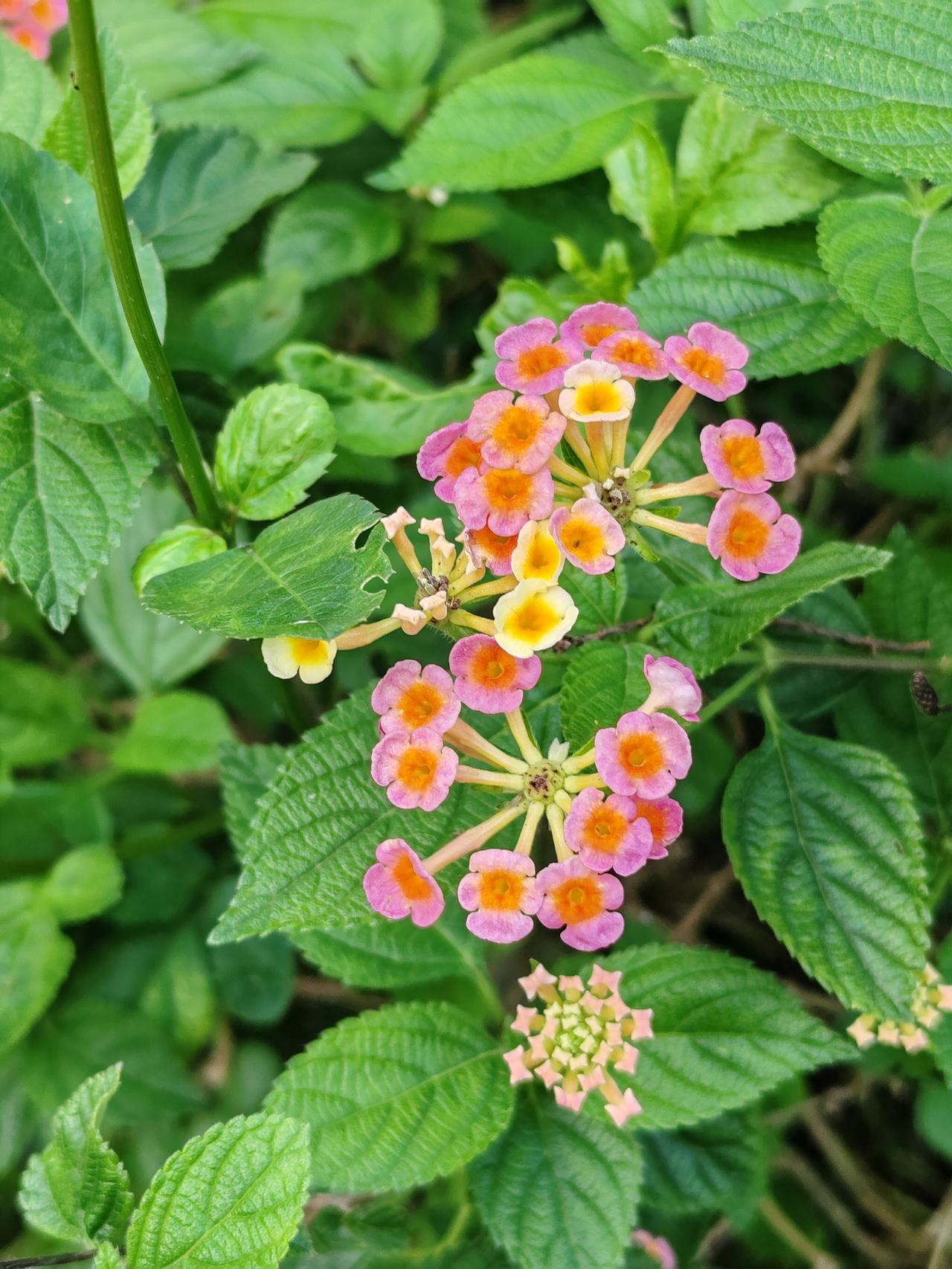 分享一张随手拍的花。