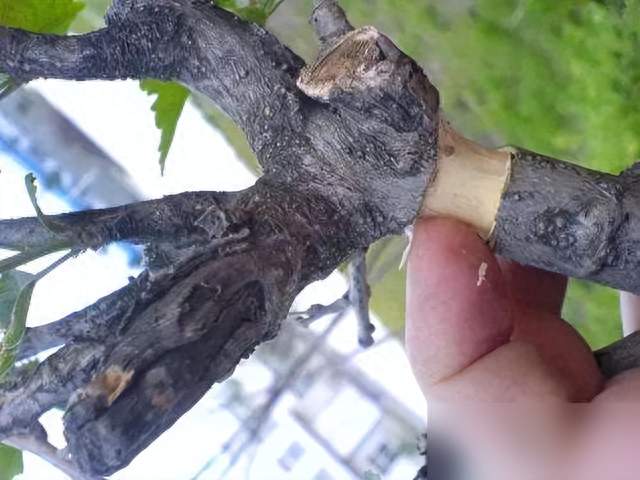 入伏后，赶紧“扦插”10种花，沾土生根，简单