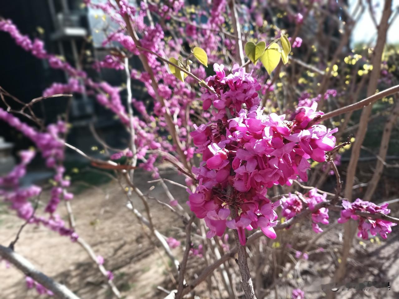 站桩有各种情绪升起,怎么办?站桩第123日，浑元桩，30分钟，感觉极好！尤其是腿