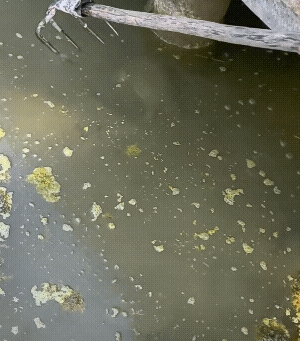 一看就是自己养的，野生的靠近三米内，嗖一下就不见了![大笑]