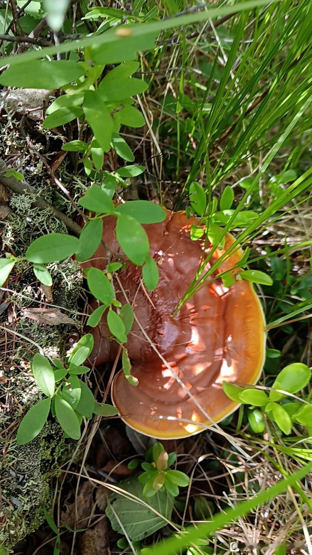 去钓鱼的路上发现的，我是不是发财了[大笑]