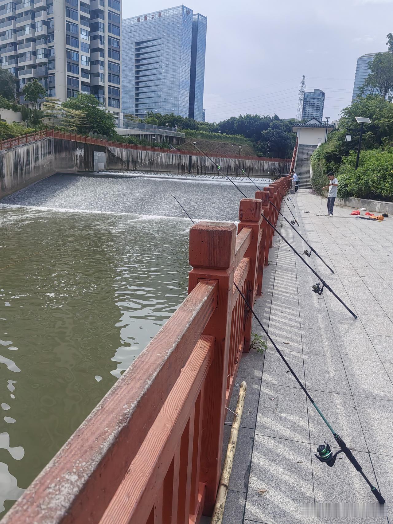 🌊淡澳河口坝，水势汹汹，长竿如林，钓鱼佬们的装备排列得整整齐齐，间距均匀得仿佛