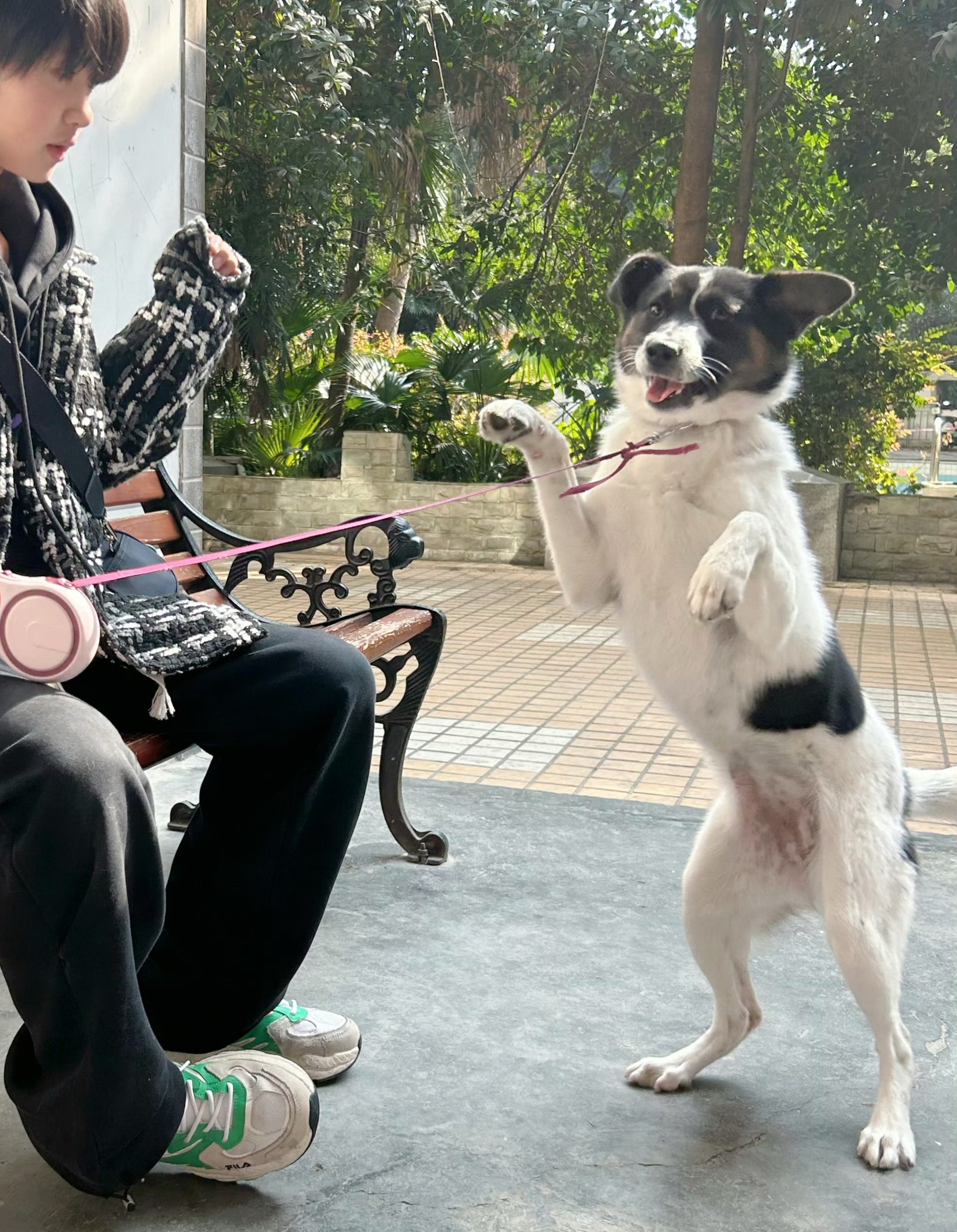 还记得大明湖畔的小呆呆吗张奕然又收养流浪猫了 ​​​