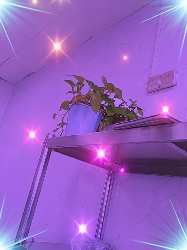 秋日生活打卡季晚上我随手一拍，这💐太美了欢迎大家参与秋日生活打卡