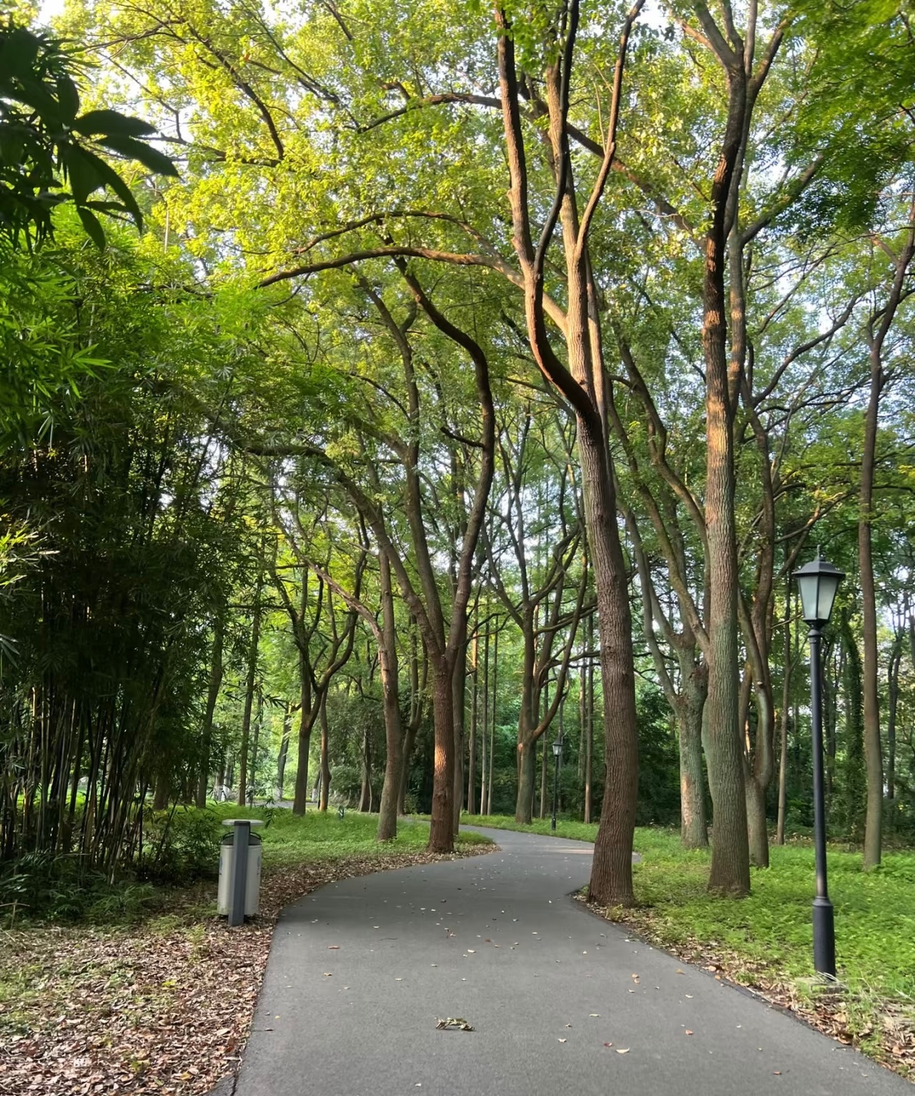 趁着送文件出来透透风，春天真好，真希望一年只有这一个季节！