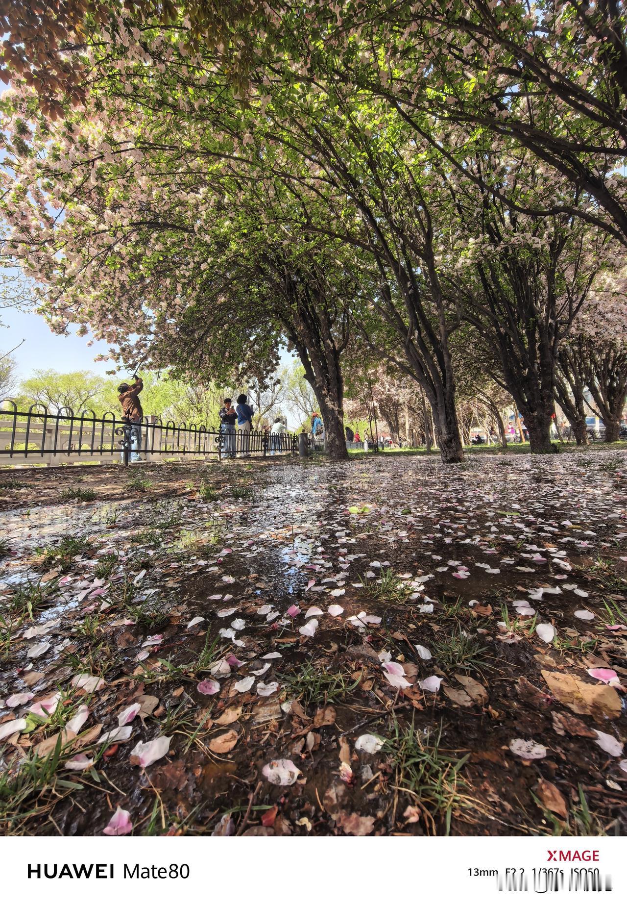 西部摄影 手机摄影 海棠花 滨河十里海棠开，粉雪堆云覆岸苔。落瓣沾衣香满袖，春风