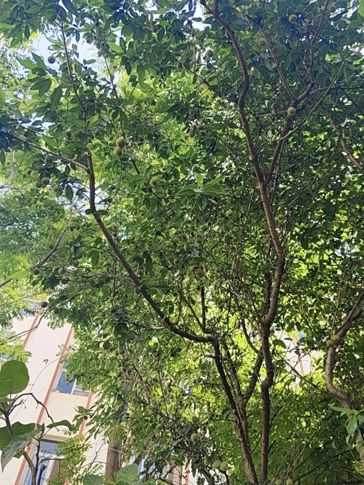 小区公园的桃树结果啦，看着那些青涩的小果子，就想起之前桃花盛开的模样。就像潍坊人
