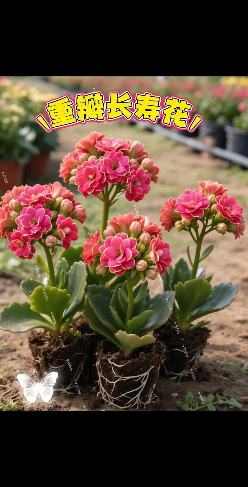 什么习惯会让人长寿？我觉得这些习惯得安排上。
饮食上要均衡，多吃蔬菜水果和粗粮，