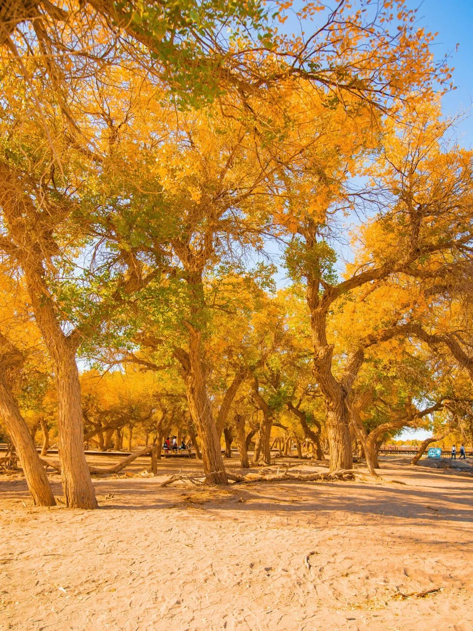 上榜《国家地理》的秋色🍂，真的美绝啦！