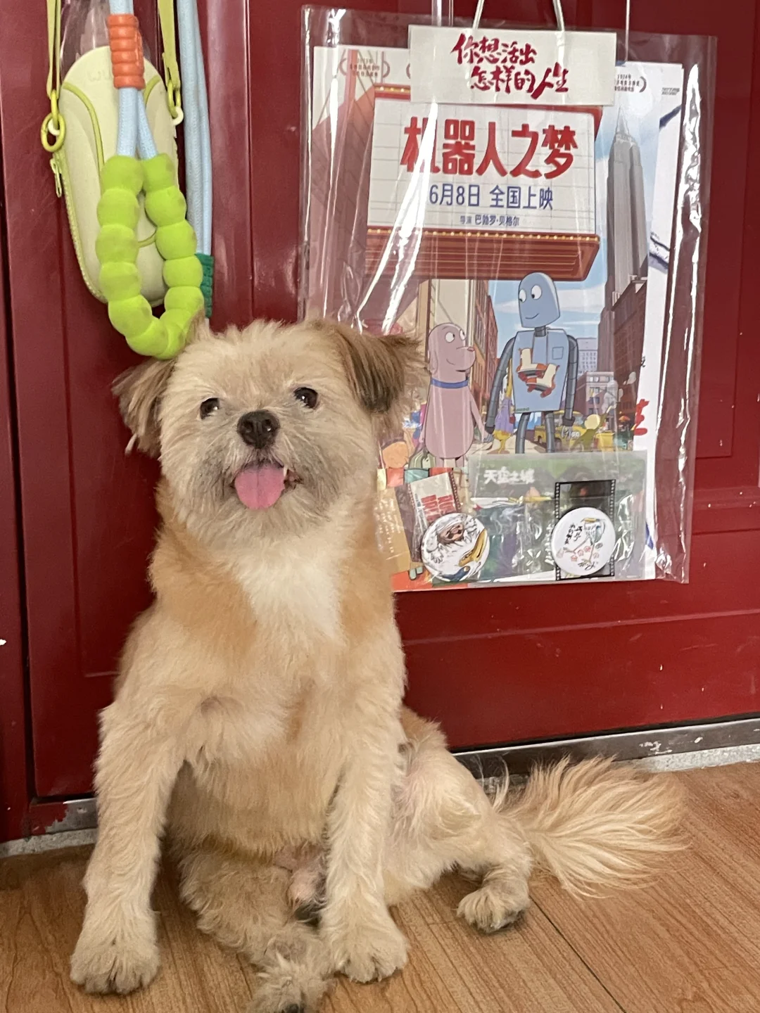 要带福福换城市啦！