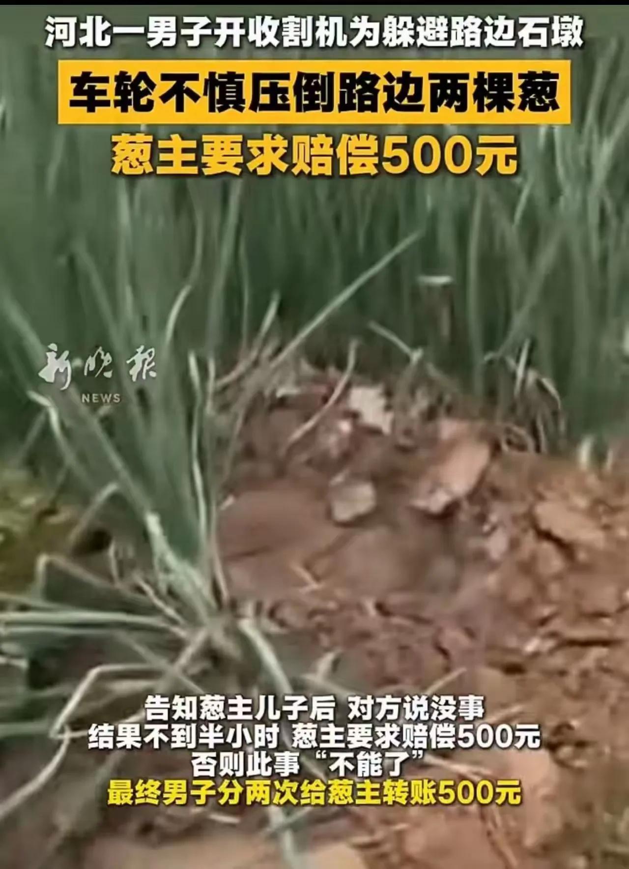 两棵葱，竟然要赔500块，这事发生在河北邯郸。
男子请朋友开收割机进村帮农户收割
