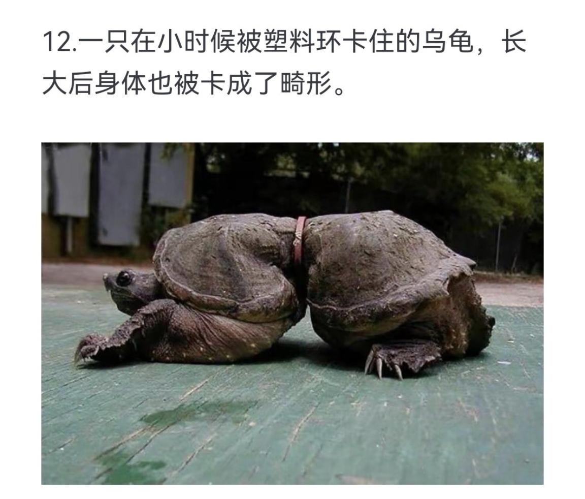 一只在小时候被塑料环卡住的乌龟，长大后身体也被卡成了畸形
