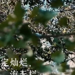 情感语录 去找一个像太阳一样的搭档帮你晒晒所有的不值一提所有的迷茫若你决定灿烂，