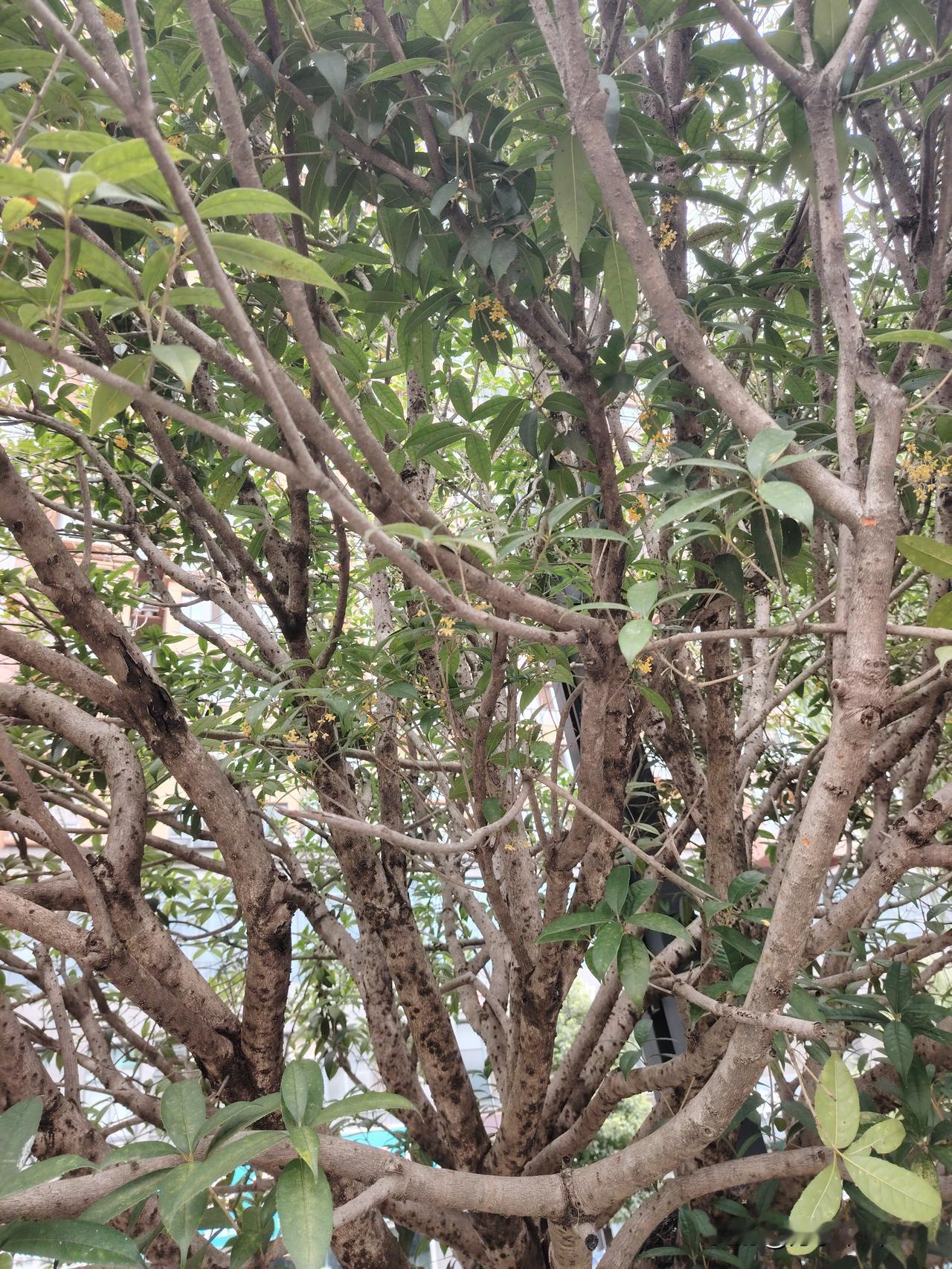 观半枯桂树
           一
莫叹枯枝处处疤，
秋深犹绽数枝花。
途人且