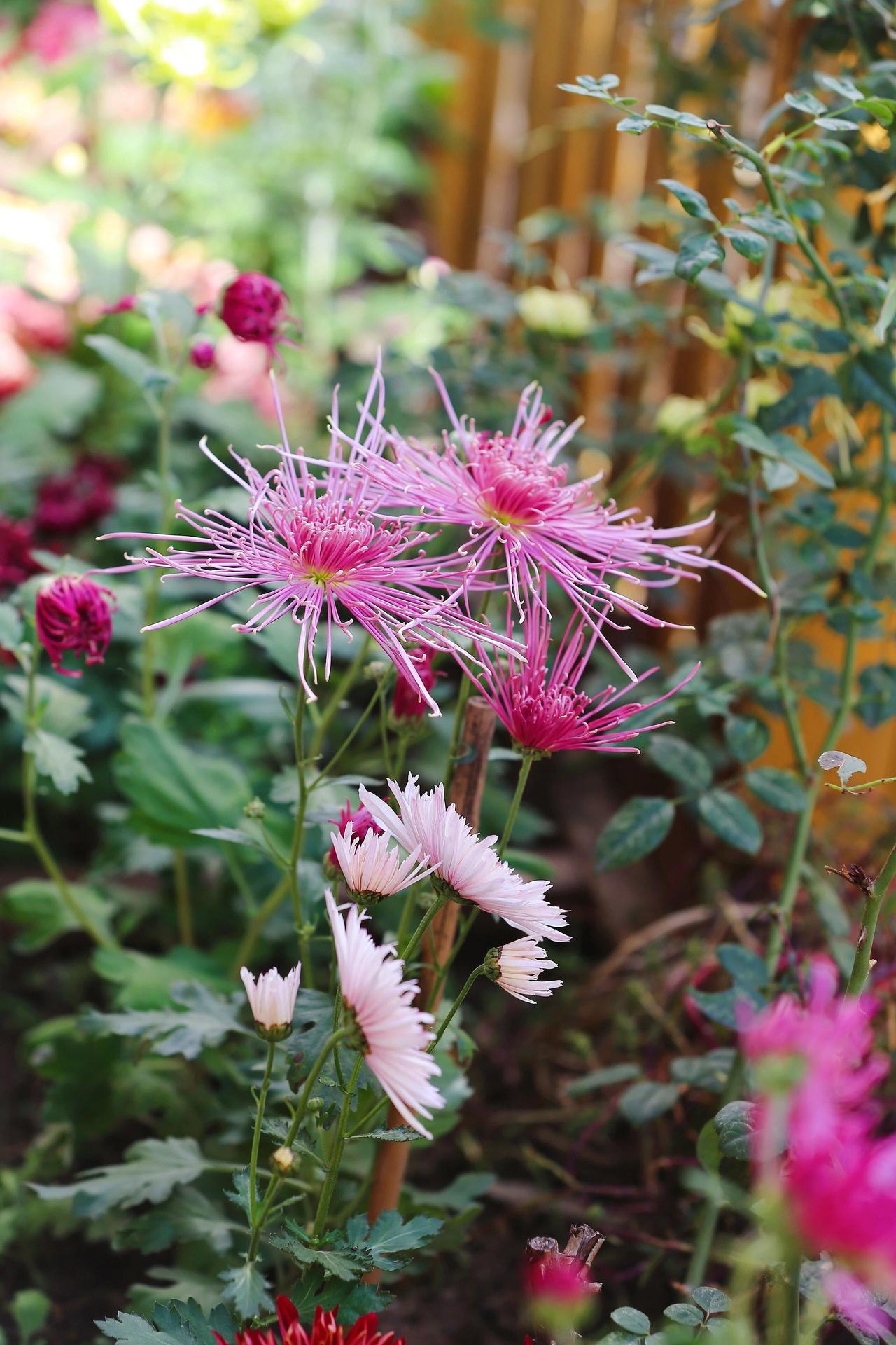 周围的绿叶上还挂着晶莹的露珠，折射着晨光，为这片小天地增添了几分灵动。远处几株深