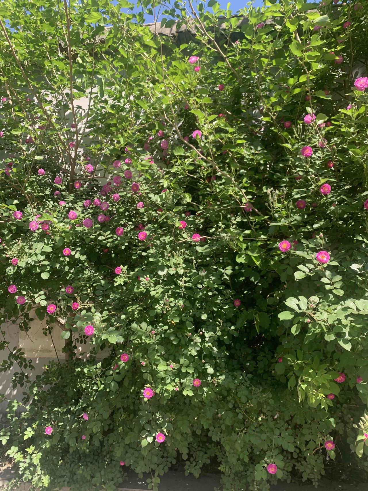 路边的风景无处不在，美丽的小花给春日带来无限生机。随手一拍，让快乐填满自己开心的