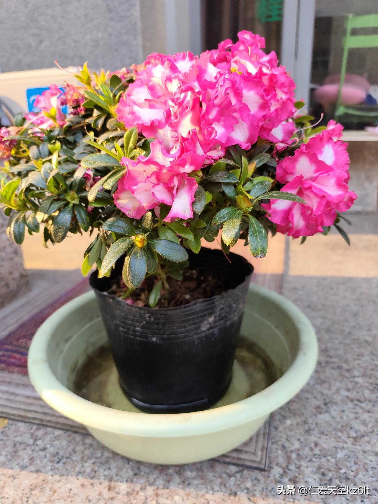 这是一盆西洋杜鹃
 
它是杜鹃花科杜鹃花属的园艺品种，也是非常受欢迎的室内观赏花