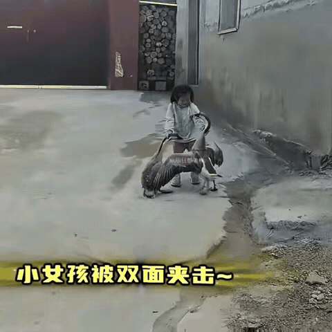 农村娃就是皮实，一个四五岁的农村小女孩面的两只大鹅的双面夹击，以一敌二，一点也不